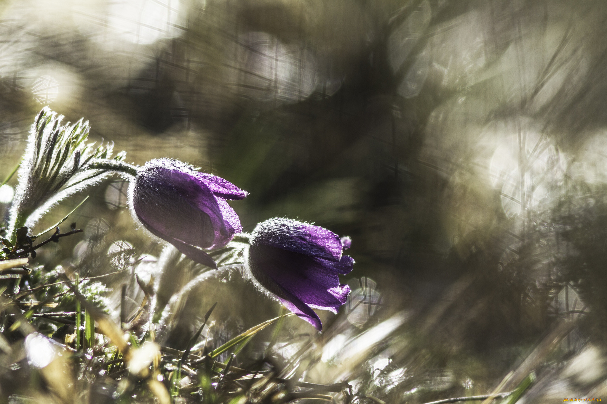 , ,  -, grass, blossom, anemones, , 